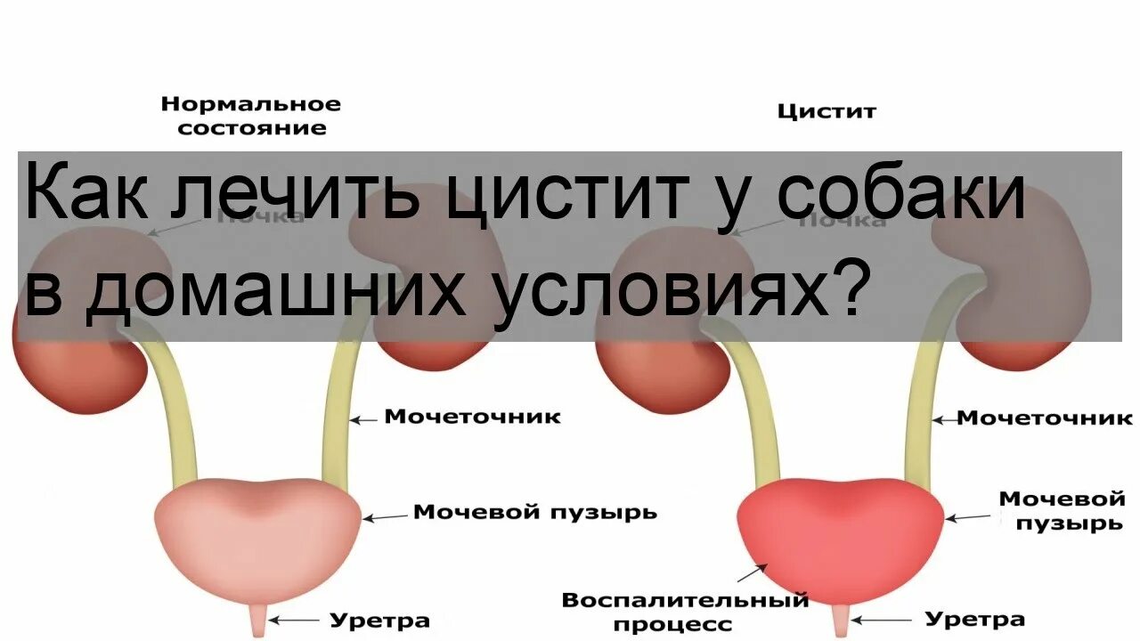 Цистит что можно в домашних условиях. Цистит у собаки лекарства. Как лечить цистит у собаки.