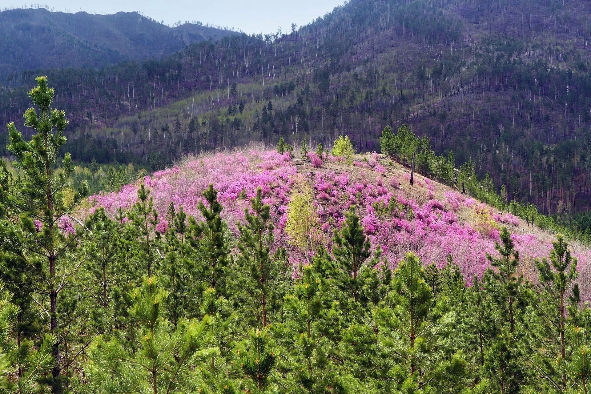 тайга забайкалье. кедрово-пихтовая тайга. тайга бурятии. соболиные озера иркутск. байкал хамар дабан.
