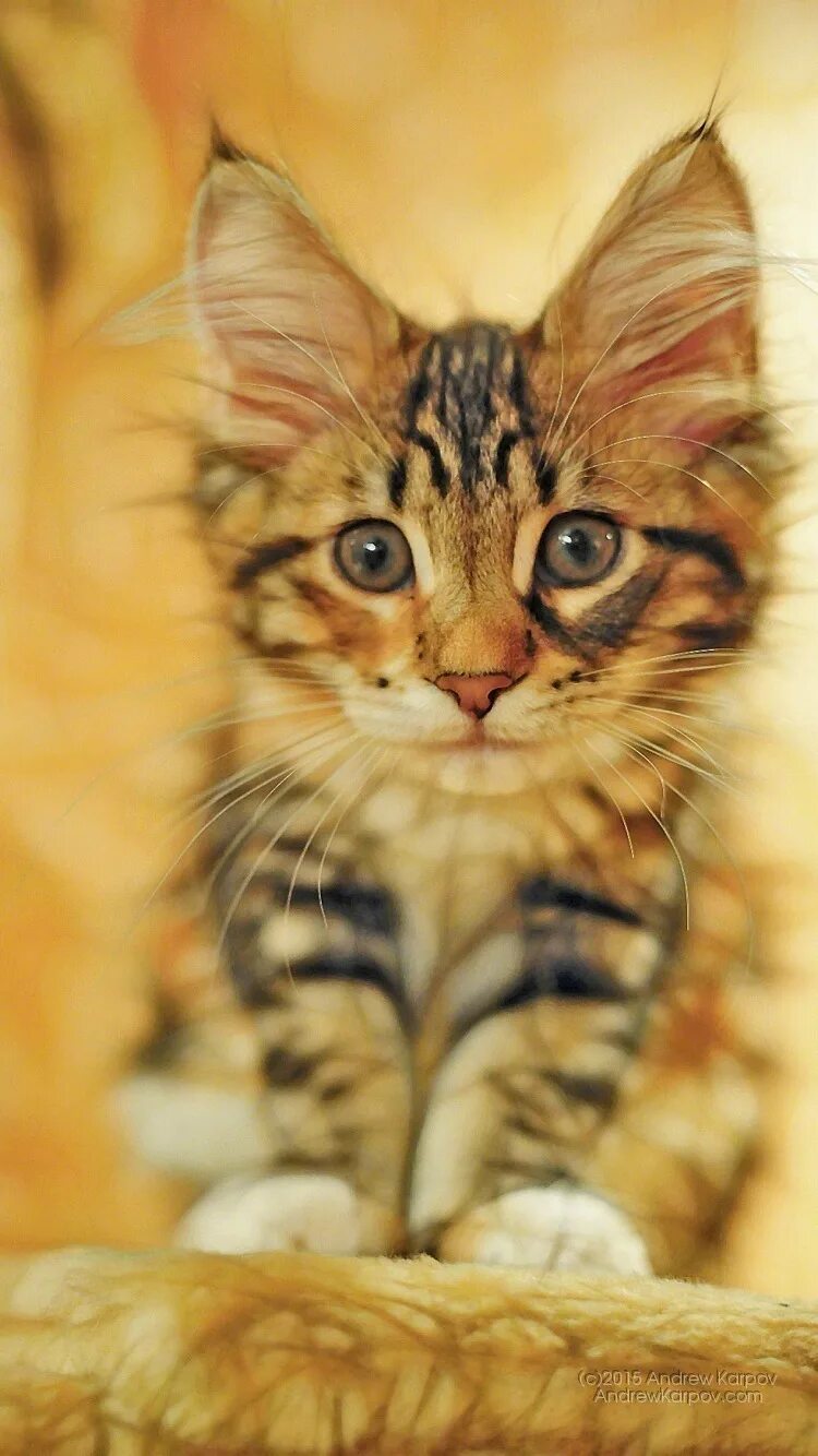 темы с котиками. кошки на экран смартфона. кот вертикальный. котик на рабочий стол вертикальные. котята hd.