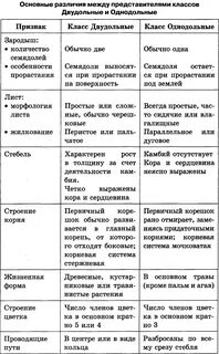 Сравнительная таблица отделов растений
