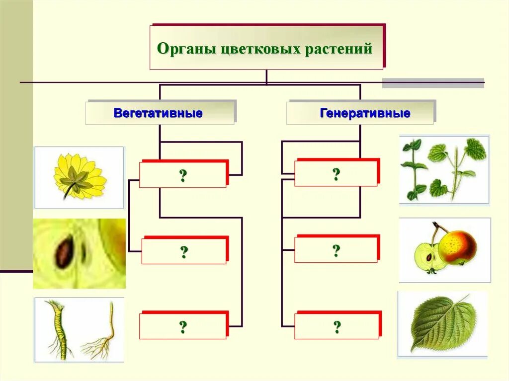 Задачи растения. Вегетативные органы растений схема. Органы цветковых растений вегетативные и генеративные. Органы цветковых растений вегетативные и генеративные схема. Генеративные органы покрытосеменных растений схема.