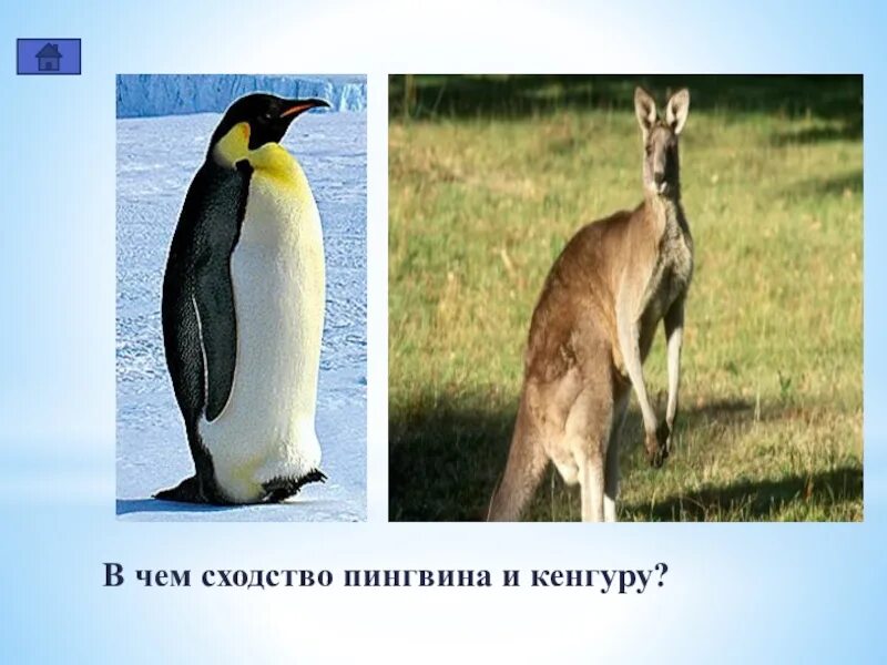 Кенгуру пингвин