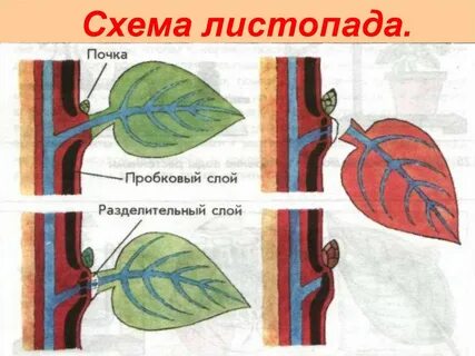 Кластер по теме выделение у растений листопад