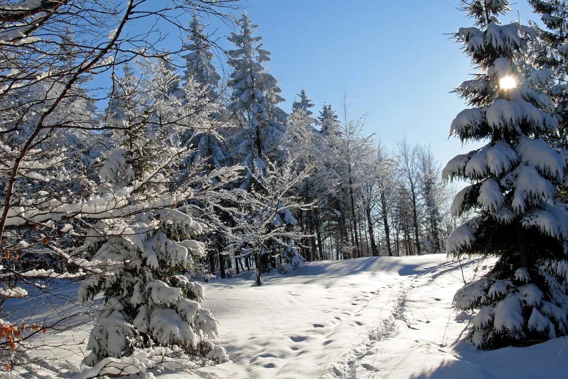 Зимний лес зимой. Зимний лес. Ель зимой. Зима фото. Зима ель природа.