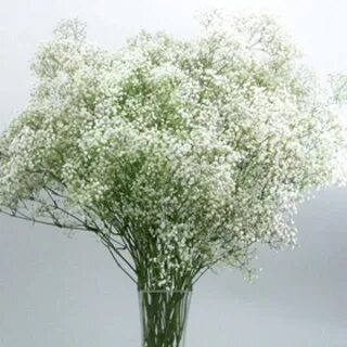 Белые цветы которые добавляют в букет
