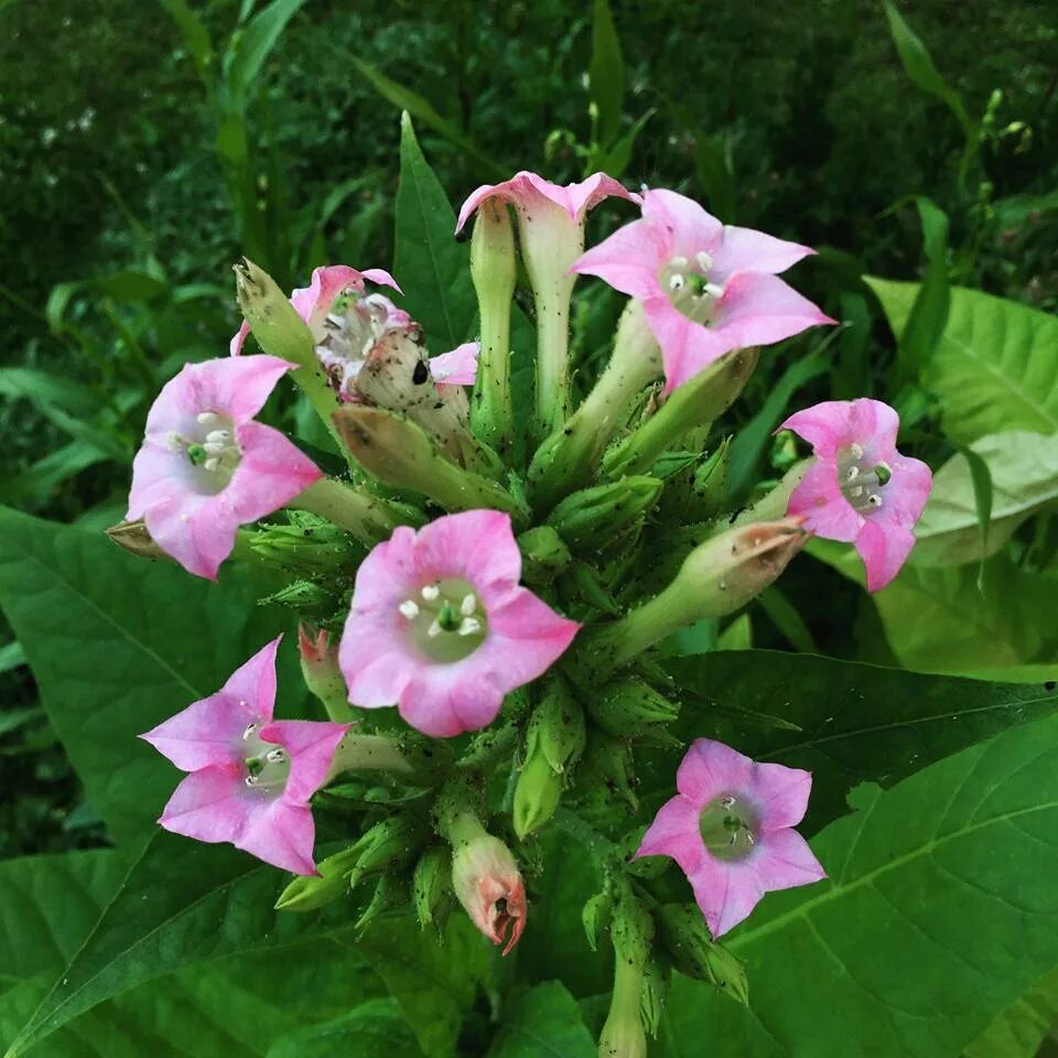 Растения Nicotiana. Растение Nicotiana tabacum. Табак обыкновенный растение. Табак (Nicotiana Rustica).