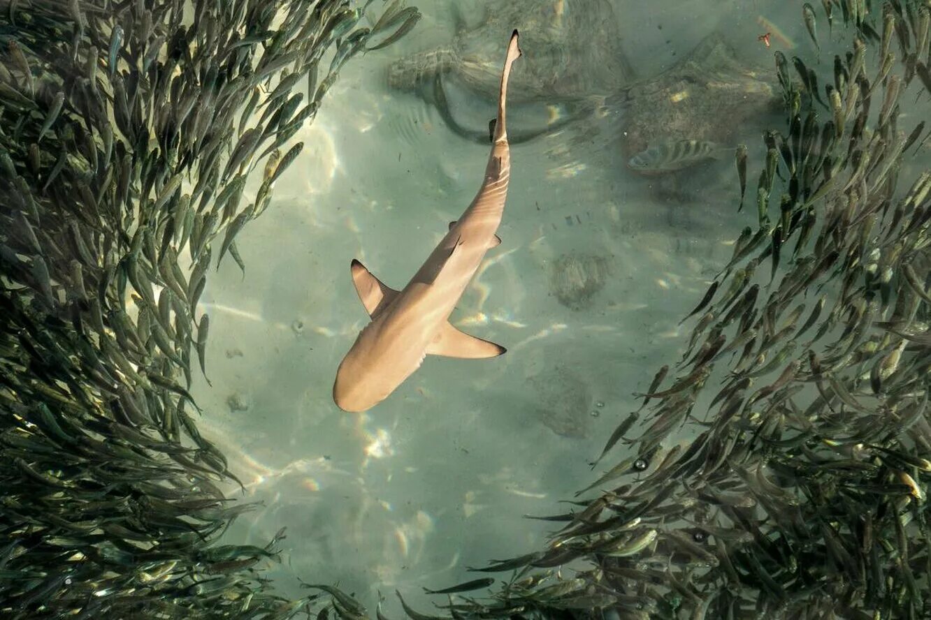 акулы плывут сквозь рыб. мимо рыбы. рыбки в воде вид сверху. мимо рыбы. маленькие акулы.