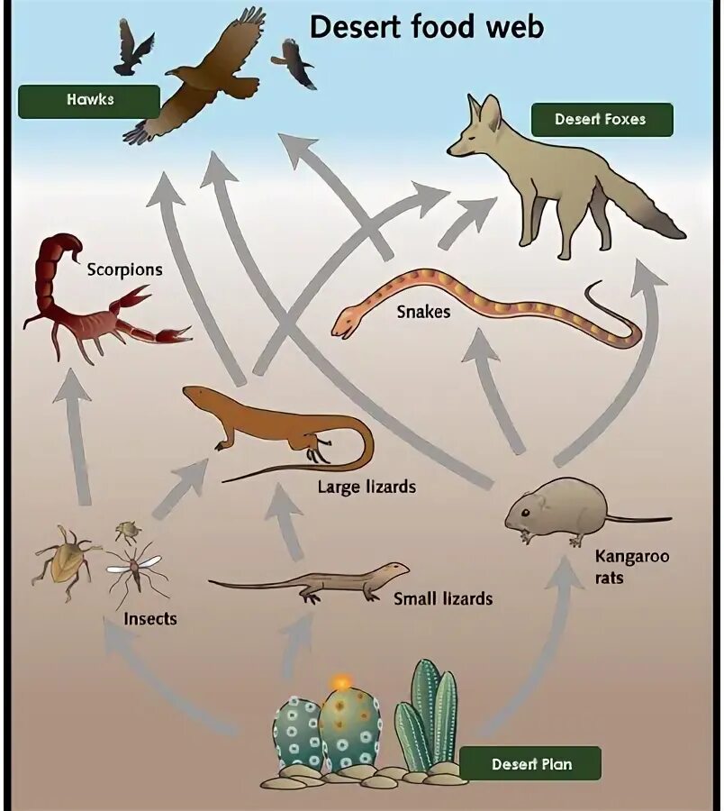 Схема цепи питания пустыни. Пищевая цепочка пустыни. Схема цепи питания в пустыне. Цепь питания в пустыне схема 4 класс. Пищевая цепь пустыни схема.