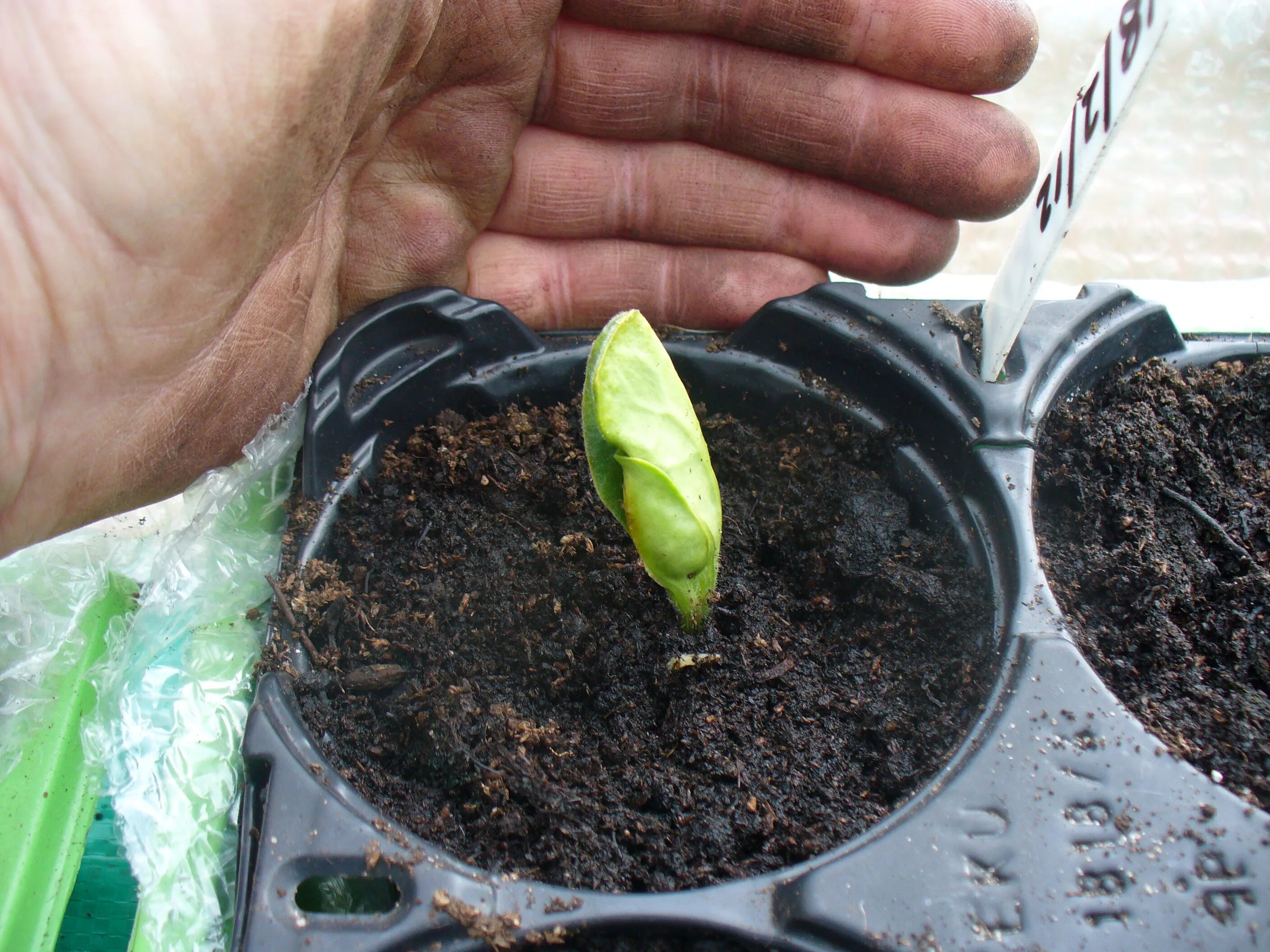 Как посадить тыкву из семян