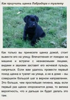 Сколько раз писает щенок