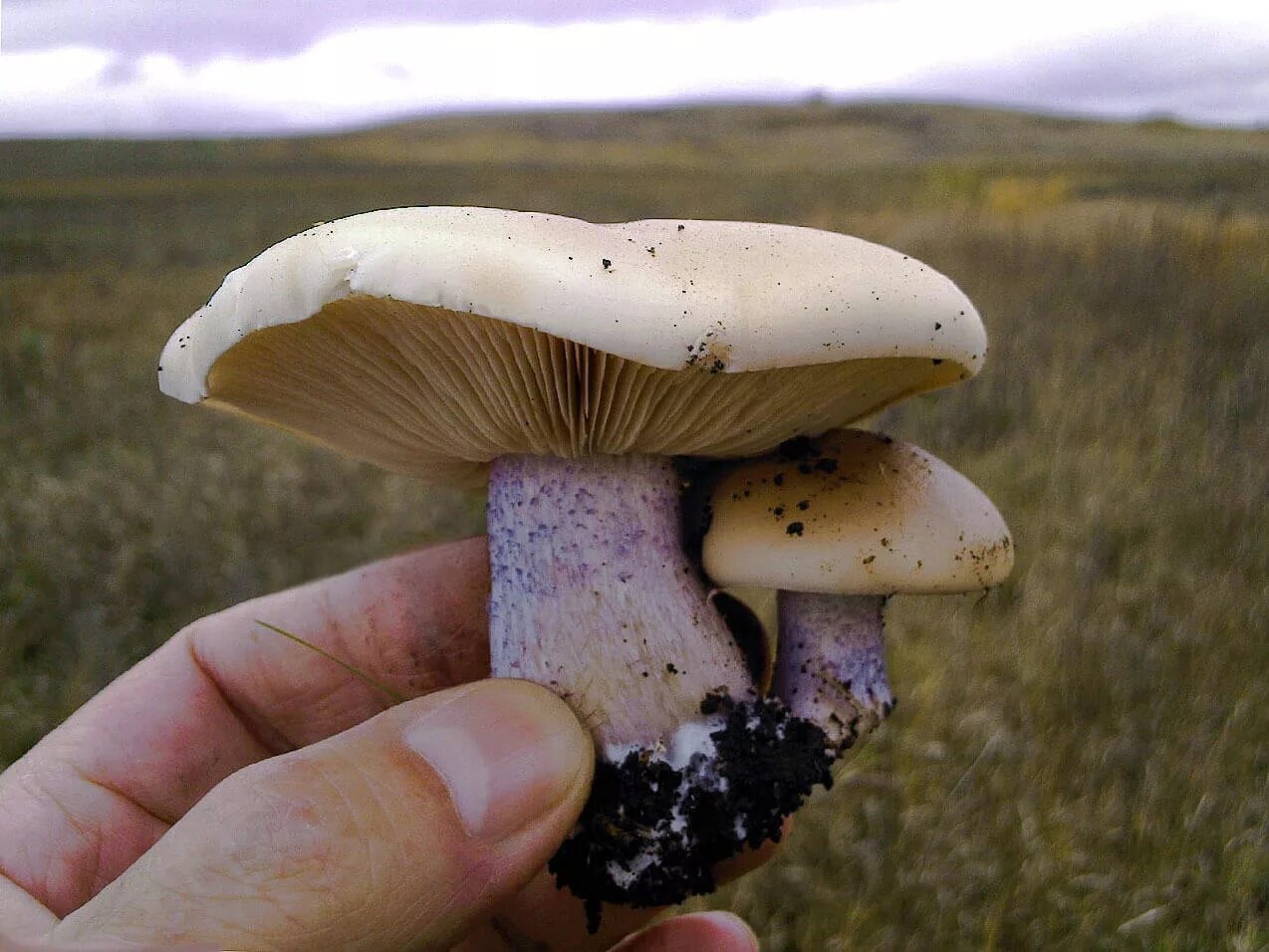 Ножка гриба фото. Синеножка гриб. Синеножка гриб в Крыму. Гриб синеножка съедобный. Крымская синеножка гриб.