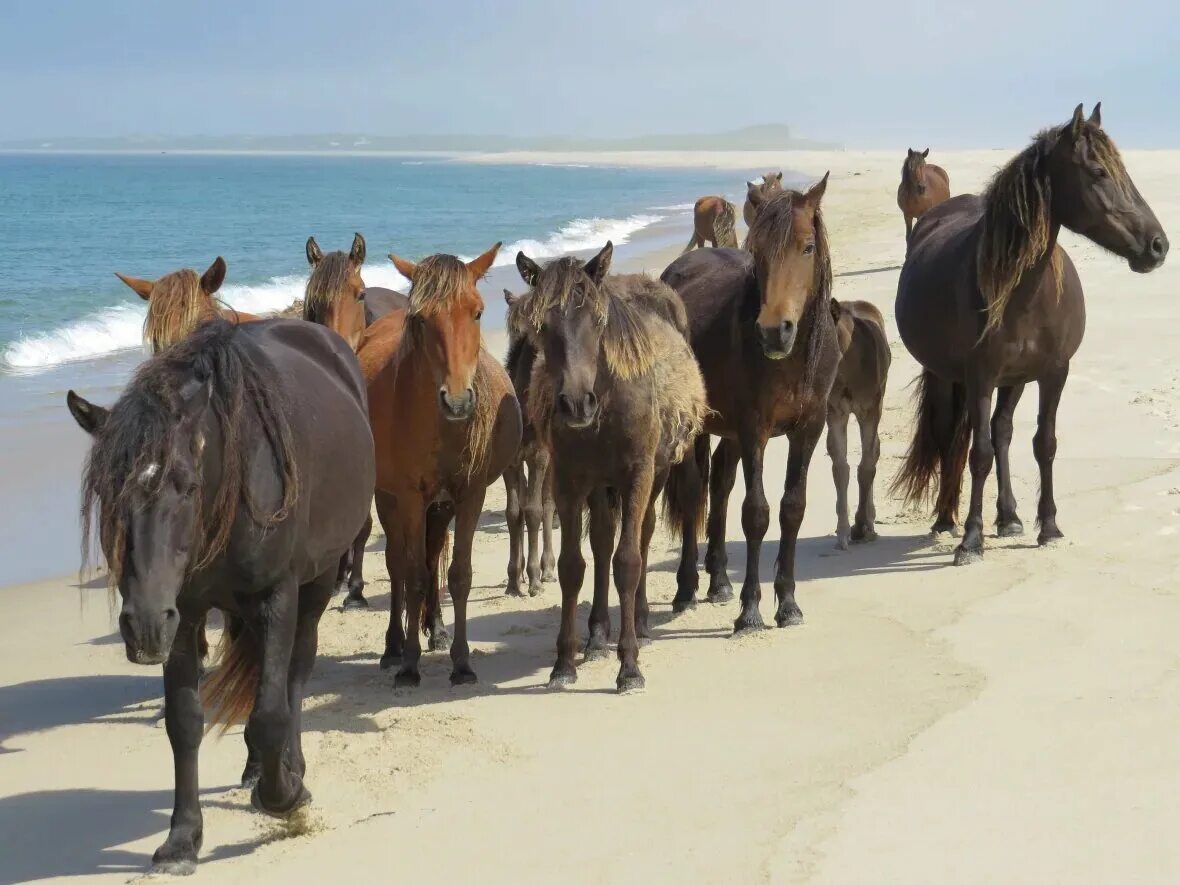 Wild horse islands the hunt. Остров Сейбл Канада. Дикие лошади острова Сейбл. Остров Сейбл лошади. Остров Сейбл Канада лошади.