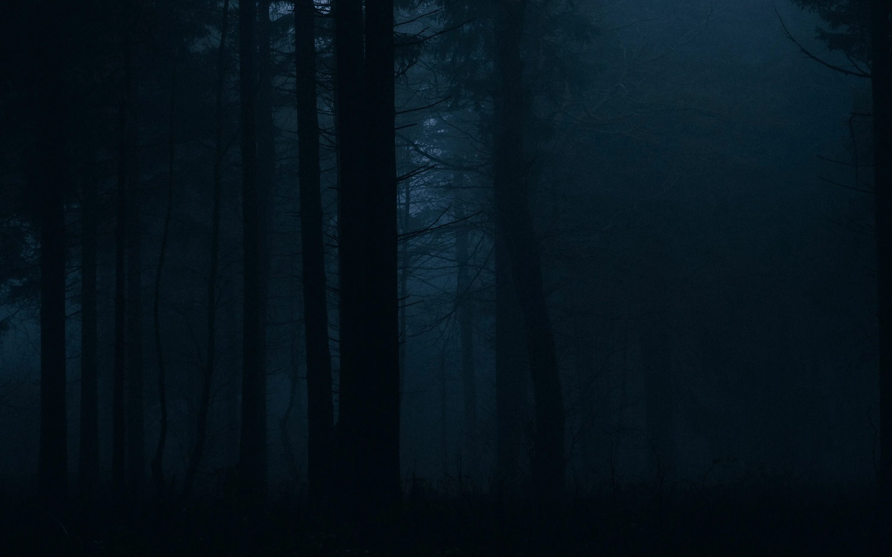 Темно ну. «Ночь в лесу». Темный лес. Мрачный лес. Ночной лес.