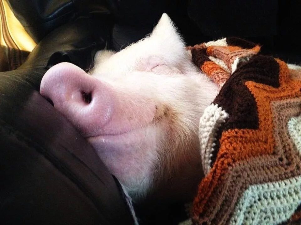 Поросенок под одеялом. Слышали когда нибудь о поросятах в одеяле. Минипиг полосатый. Вы когда нибудь слышали сабельный. Слышали когда нибудь о поросятах в одеяле.