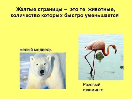 Красная книга белые страницы животные