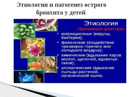 Бронхит возбудитель