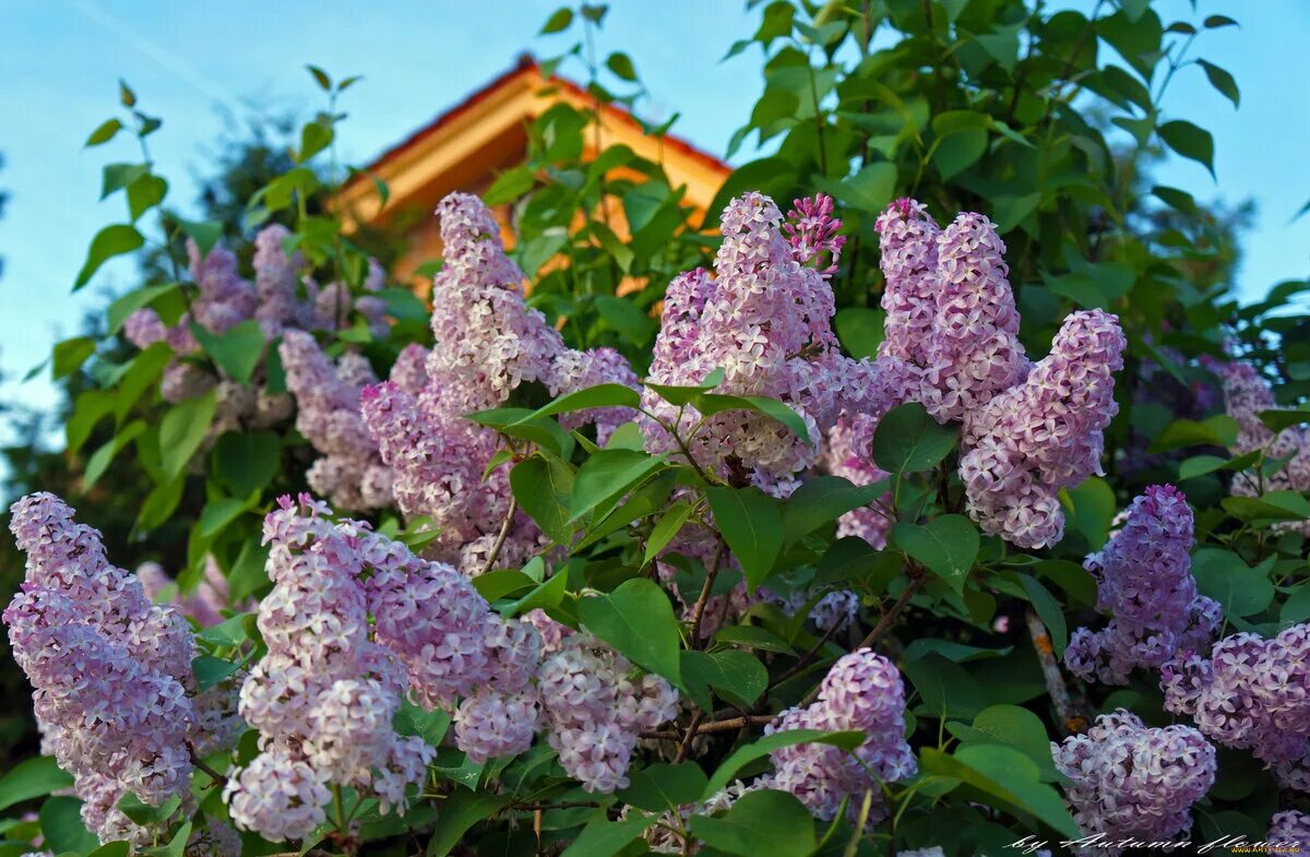 Цветущий куст сирени. Сирень Звягинцева.