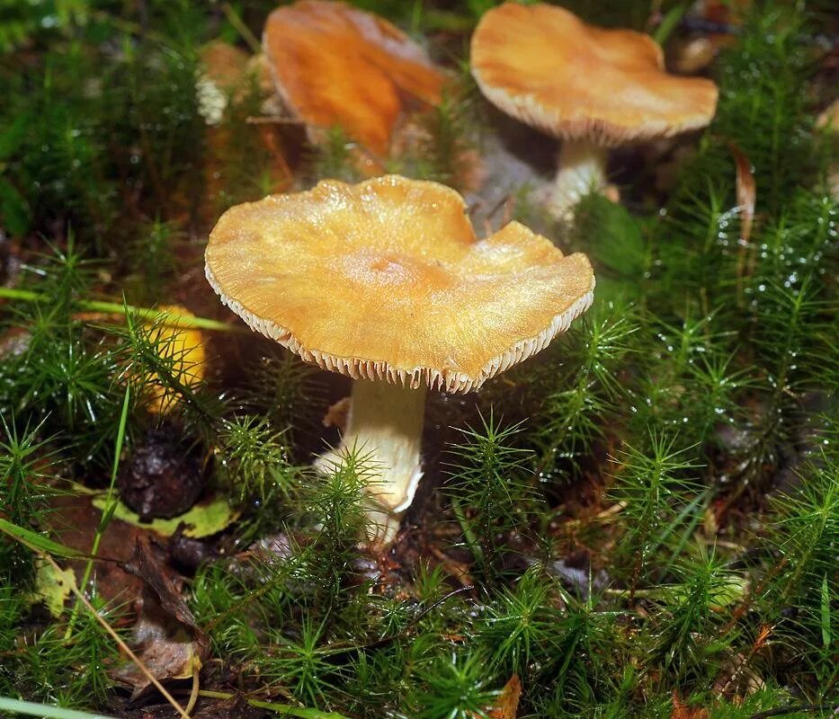 Гриб под шапкой. Светлая сморчковая шапочка. Гриб под шапкой. Мицена волосистая гриб. Гриб под шапкой.