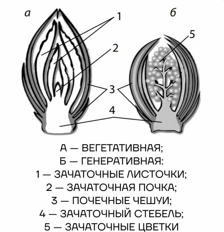 Строение почки растения рисунок. Строение почки ботаника. Внутреннее строение почки растения. Почки растений ЕГЭ биология. Орган генеративной почки