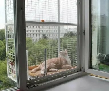 Кошачье окно