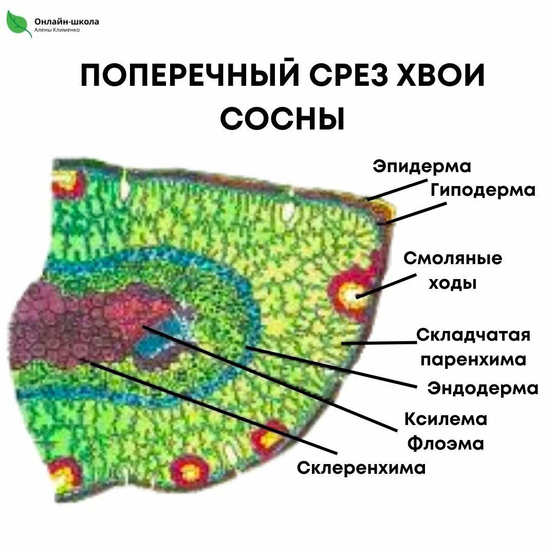 Ткань хвойных. Поперечный срез листа сосны. Поперечный срез хвоинки сосны. Поперечный срез хвои сосны. Поперечный срез хвои.