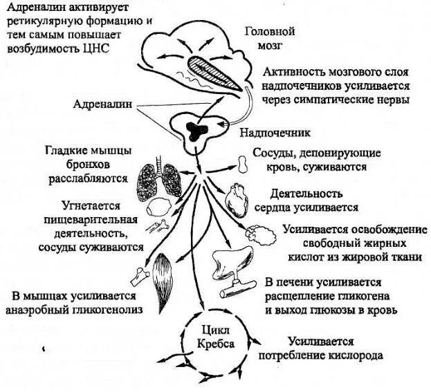 Механизм действия гормонов надпочечников схема. Гормоны мозгового слоя надпочечников функции. Адреналин и норадреналин механизм. Гормоны мозгового слоя надпочечников структура. Адреналин повысился