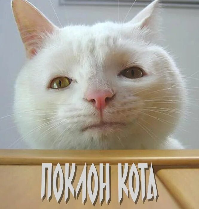 Белый кот прикол. Кот с тупым лицом. кот с глупой мордой. коты с тупыми мордами. кот с серьезным лицом.