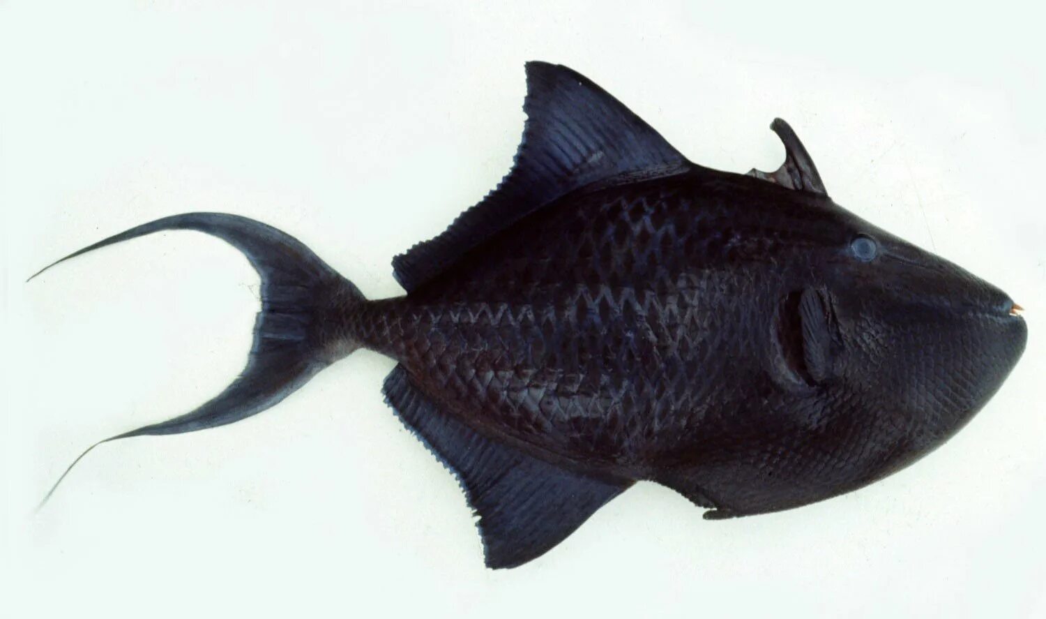 Черная рыба 6 букв. Черный спинорог рыба. Краснозубый спинорог. Odonus Niger рыба. Рыбка черный спинорог морская.