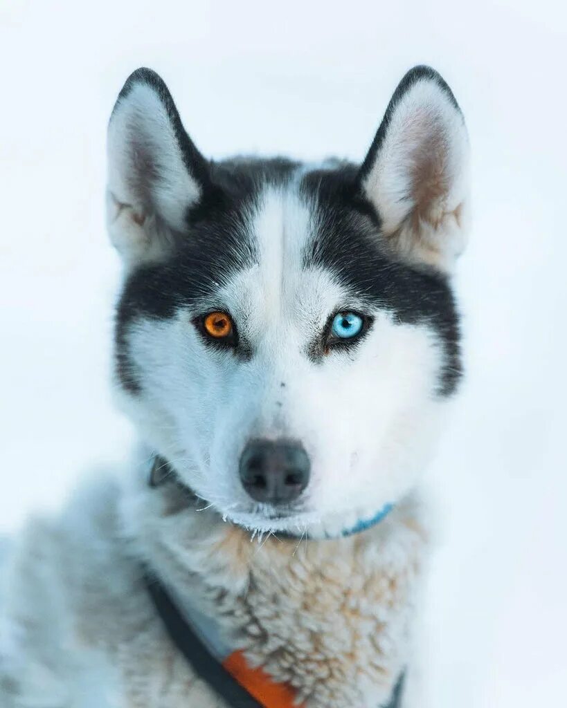 Хаски гетерохромия. Почему у хаски разные глаза. Хаски гетерохромия. Хаски гетерохромия. Сибирский хаски разноглазый.