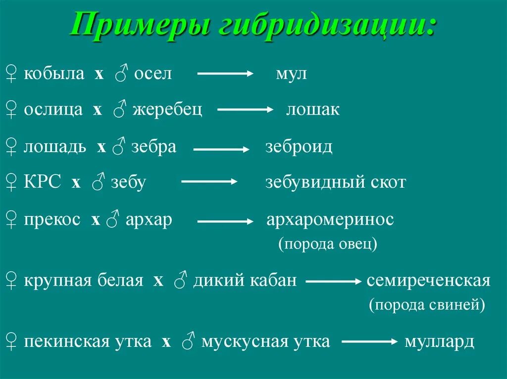 Селекционно-племенная работа в собаководстве - презентация онлайн