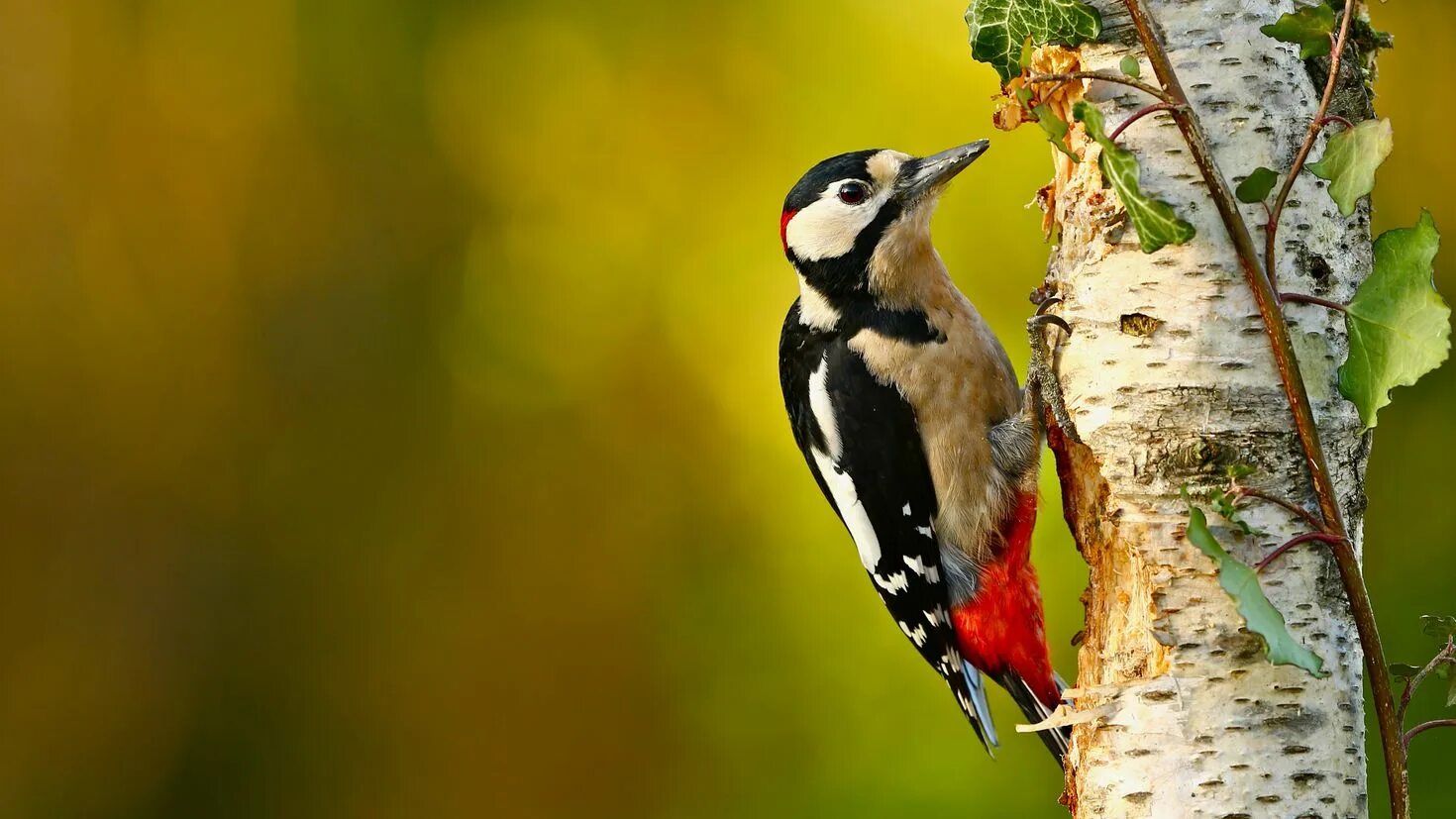Птички в лесу. Сойка и дятел. Лесные птички. Птицы смешанных лесов. Сова птица.