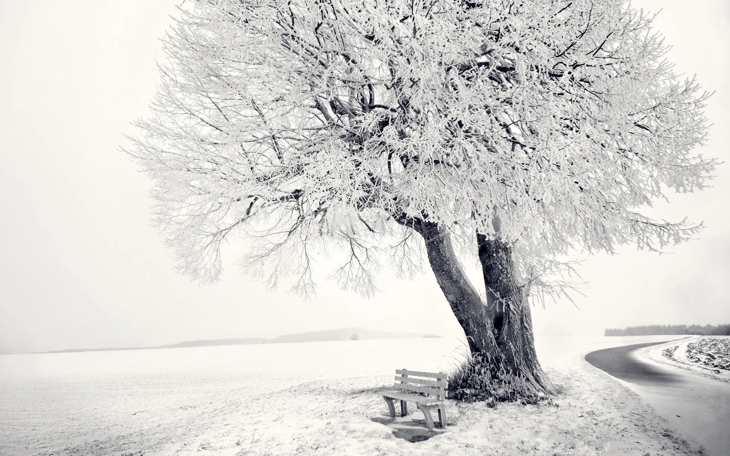 Зачем белые деревья. Деревья в снегу. Зимнее дерево. Заснеженные деревья. Красивые зимние деревья.