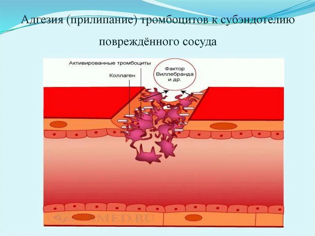 Адгезия прилипание тромбоцитов. Субэндотелий сосудов. Механизм адгезии тромбоцитов. Адгезия тромбоцитов к субэндотелию обеспечивается:.