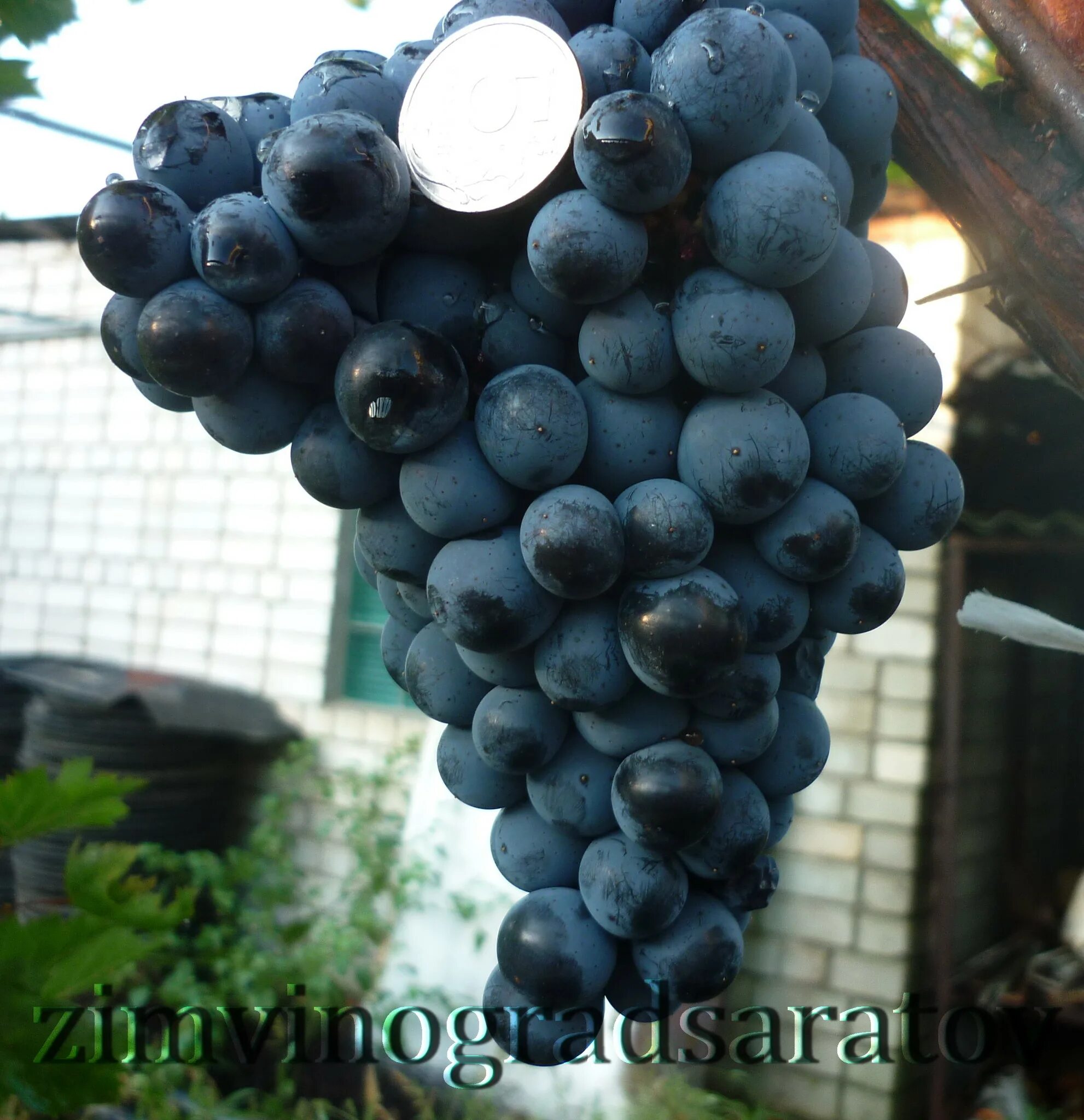 Дальневосточный виноград амурский. Виноград прорыв описание сорта. Сорт винограда амурский триумф. Виноград амурский vitis amurensis. Виноград прорыв описание сорта.