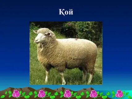 Ең үлкен қара әтештер бейнелері