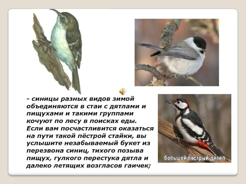 Образуй разные формы синица. Виды синичек. разные виды синиц. разные синички. синица определитель птиц.