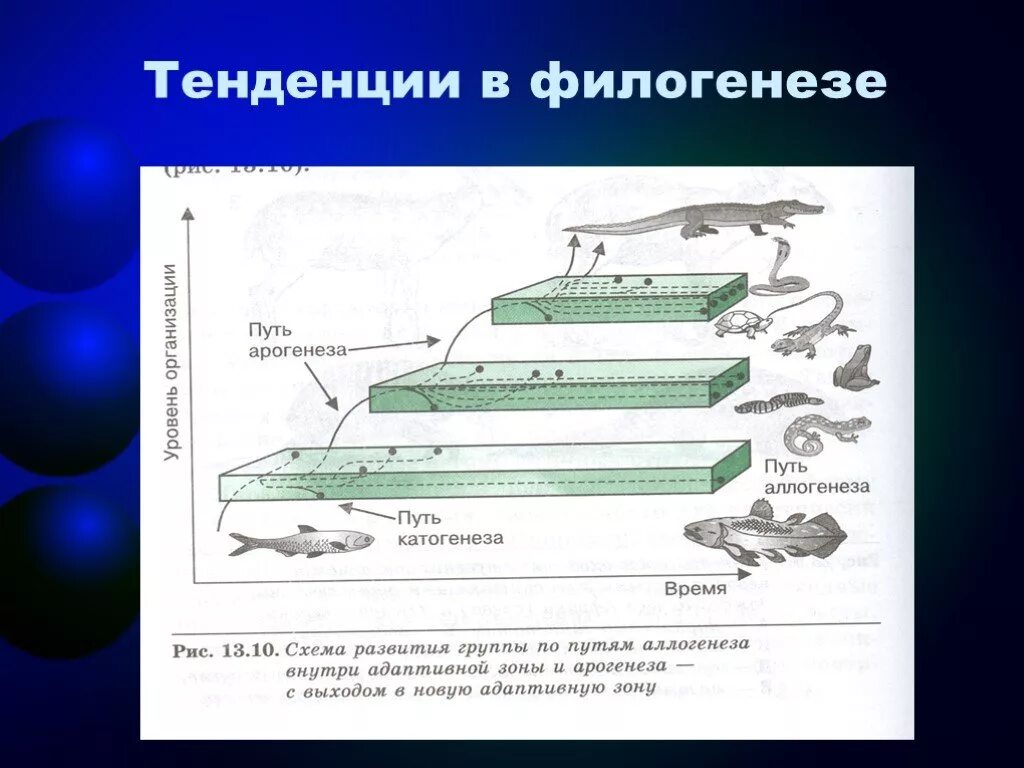 Закономерности филогенеза. Схема развития группы по путям аллогенеза. Пути эволюции аллогенез. Схема арогенеза аллогенеза.