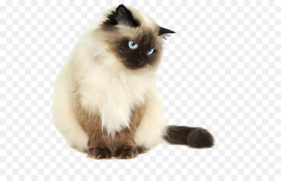 Гималайская кошка. Сиамский кот. Кошка на прозрачном фоне. Сиамско Персидская кошка. Сиамская кошка длинная шерсть
