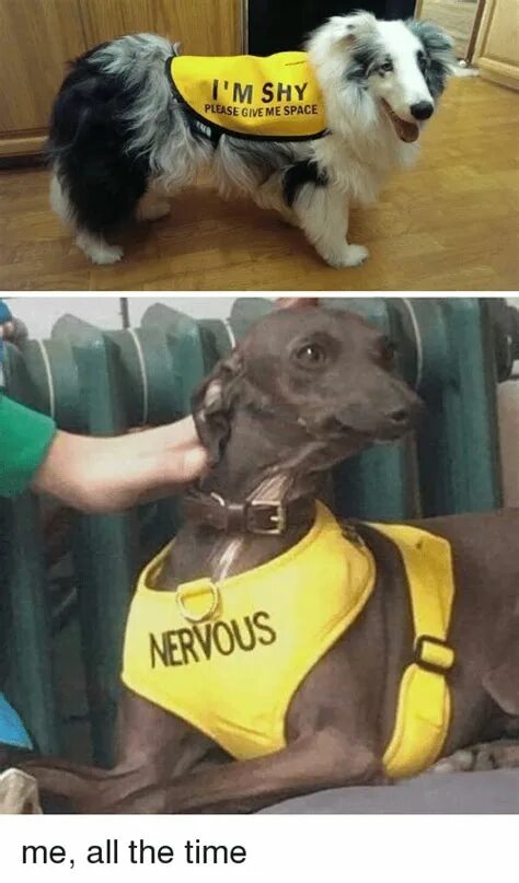 Please give me this. Nervous Dog. Dog Vest nervous. Give me please. Жилет для собаки please give me a Space.
