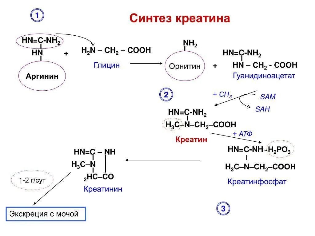 Реакции синтеза креатинина. Синтез креатина биохимия реакции. Схема синтеза креатина. Синтез креатина, креатинфосфата, креатинина. Креатинин действие