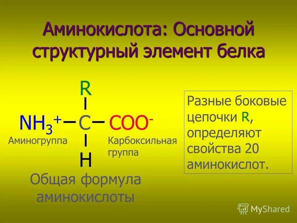 Главные аминокислоты. Аминокислоты формулы. Белки аминокислоты. 20 Аминокислот. 20 Аминокислот формулы.