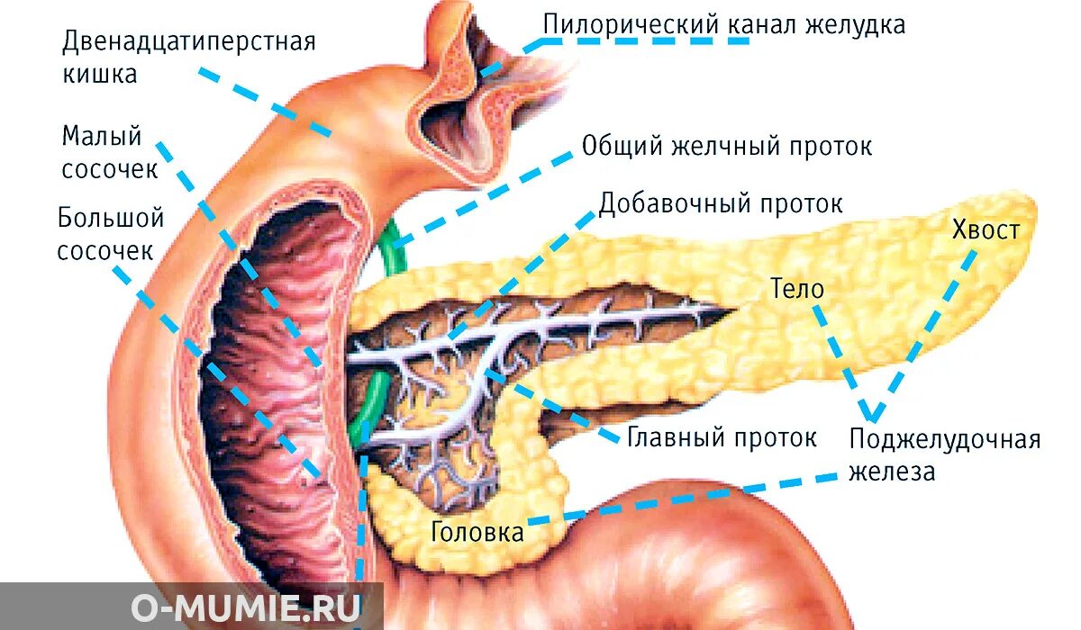 Двенадцатиперстная кишка и поджелудочная железа. Большой сосочек 12-перстной кишки. Большой сосочек 12 перстной кишки располагается на. Главный и добавочный проток поджелудочной железы. Исцеление поджелудочной железы