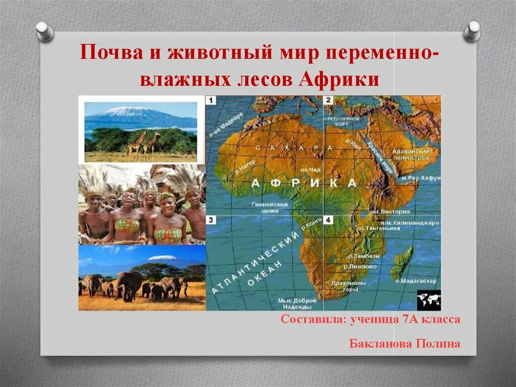 Какая почва в переменно влажных лесах. Тип почвы переменно влажных лесов. почвы в переменно влажных лесах африки. почва в перемена влажных лесах. почвы переменно влажных лесов южной америки.