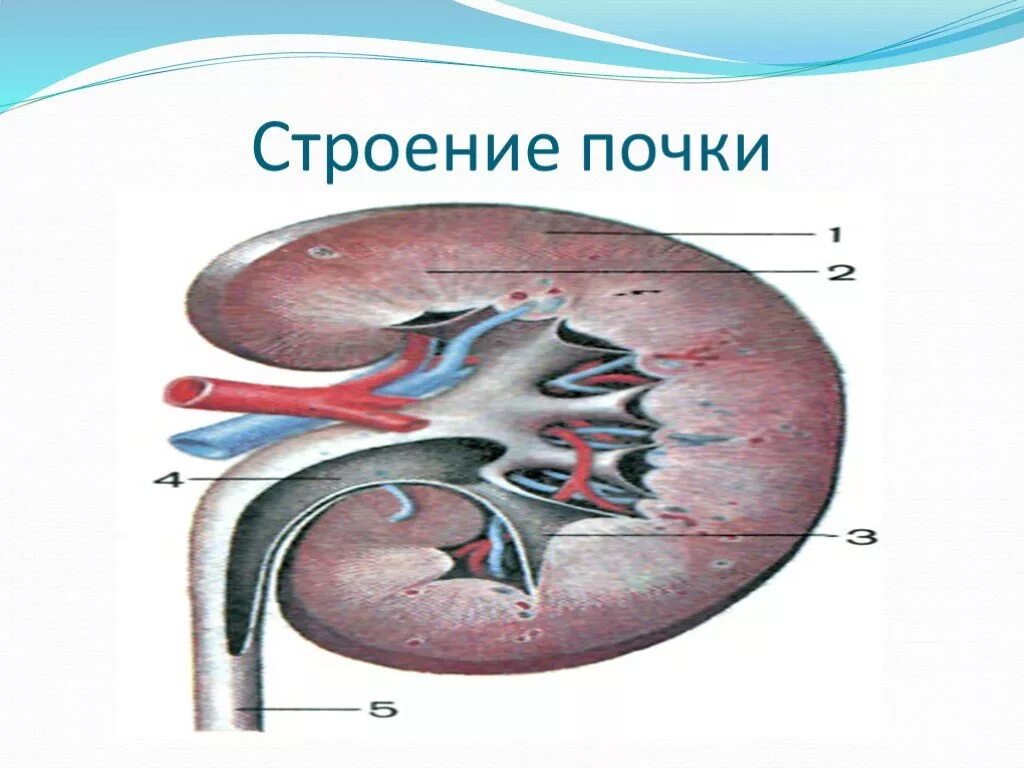 Почка какая система у птиц. Строение почки. почка строение анатомия. почка в разрезе. почка в разрезе анатомия.
