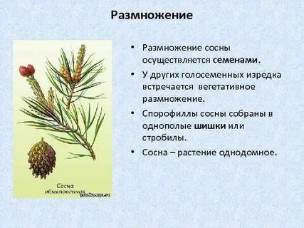 Голосеменные размножение