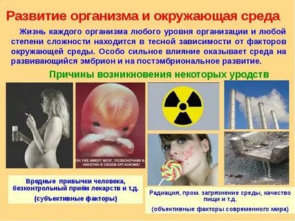 Влияние внешних условий на раннее развитие организма