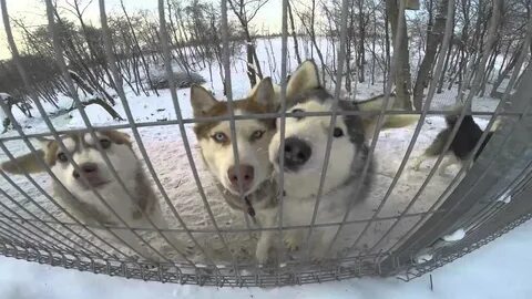 Ферма шихово