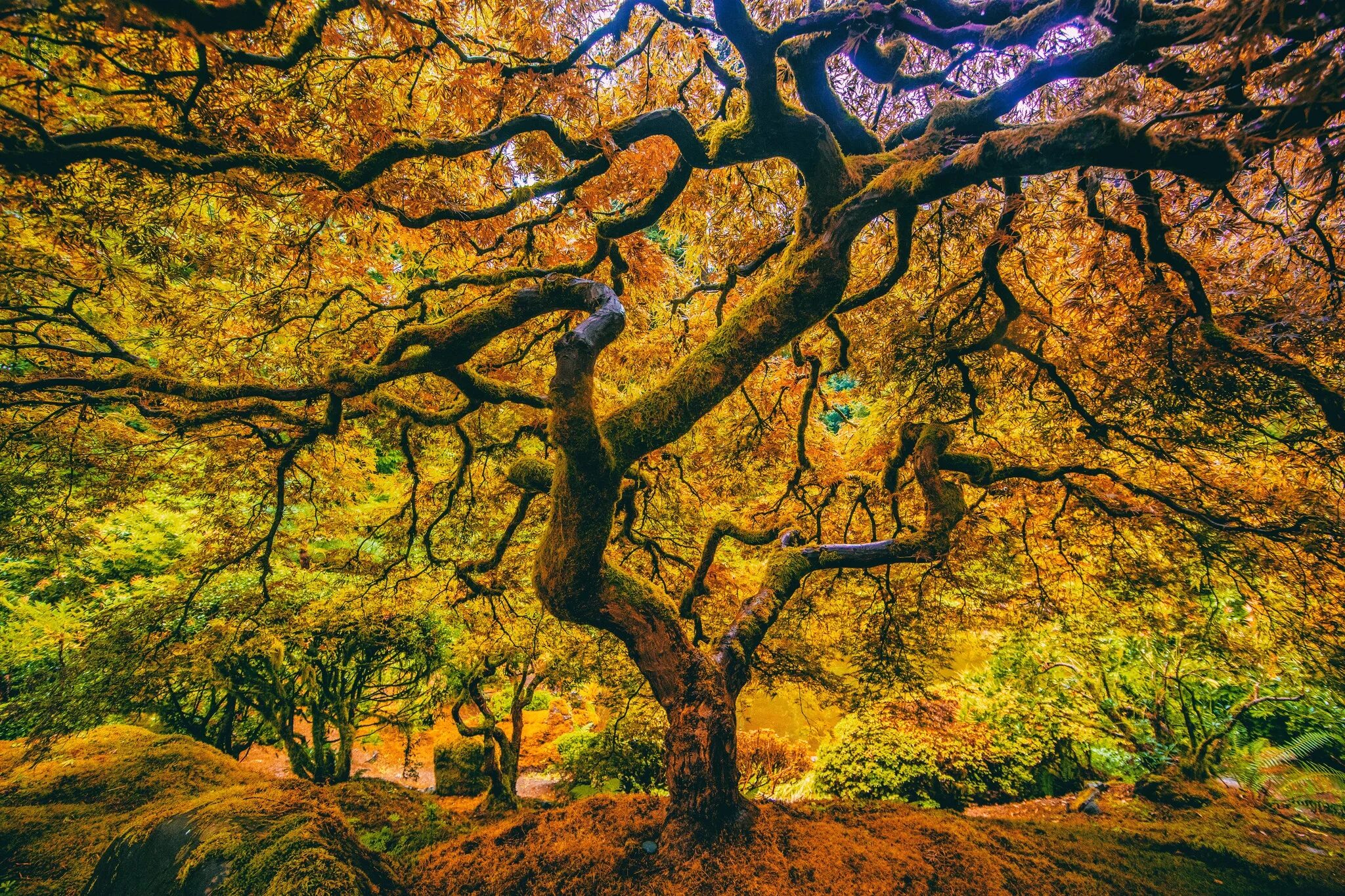 Tree fall