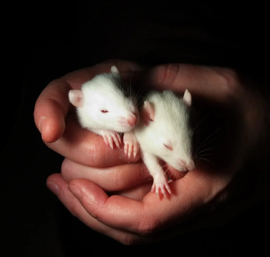 Крысы линии. Лабораторные крысы вистар. Крысы линии wistar. Крысы линии. Крысы линии.
