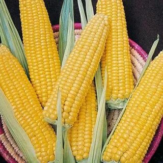 Овощная кукуруза